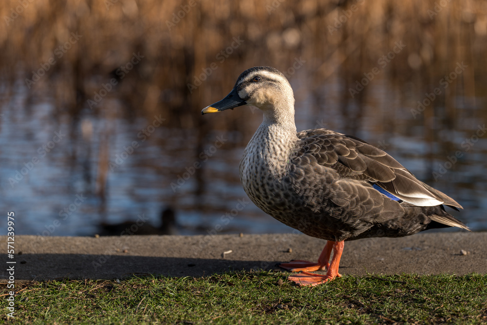 Fototapeta premium 冬の公園にいるマガモの雌 2月
