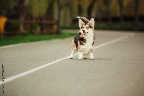Cute Welsh Corgi dog outdoor. Dog portrait Pet on a walk. Beautiful funny corgi dog breed