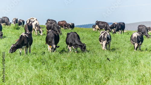 Dairy Farm Fries-land Cattle Cows Outdoors Eating Green Meadows Eating Grass Agriculture Dairy Landscape.