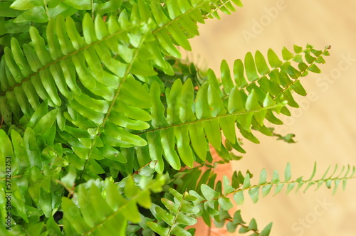 samanbaia planta verde clara  photo