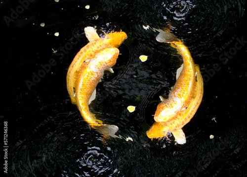 Golden fancy carps swimming symbolizes yin and yang, Doitsu Yamabukiogon , Hikari Mujimono. They're swimming together in carp pond. It's Taoist symbol that represents interconnected power of univers.