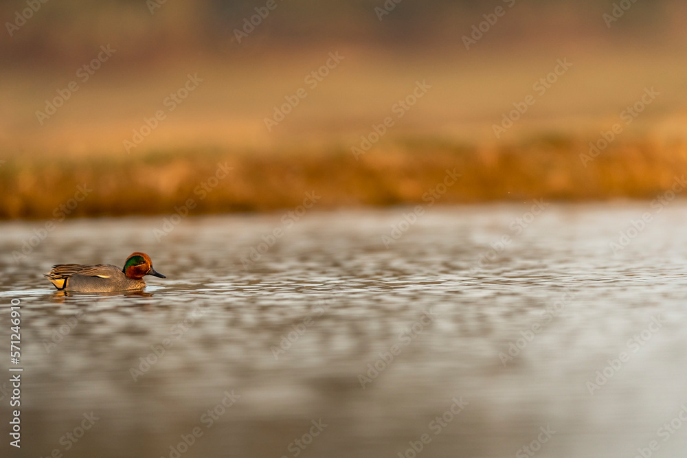 Fototapeta premium Anas crecca or Eurasian teal or common teal Eurasian green winged teal bird in action kissing water with beak in golden hour light at keoladeo national park bharatpur bird sanctuary rajasthan india
