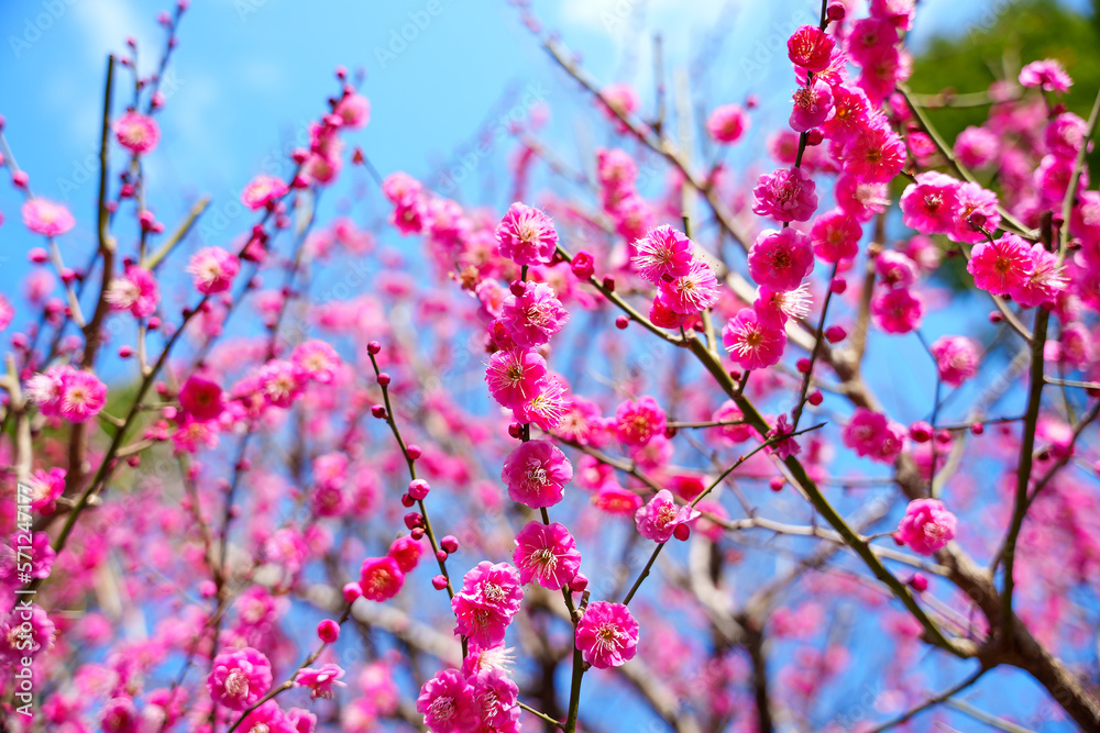梅の花 梅の花