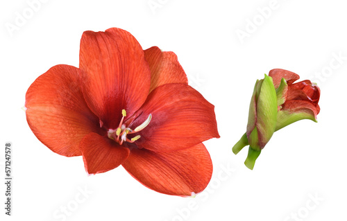 Set of red amaryllis flower and buds isolated on white or transparent background