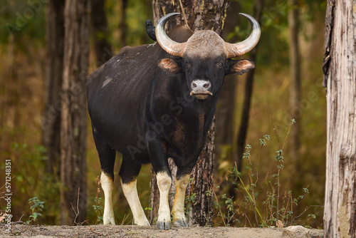 Gaur or Indian Bison or bos gaurus a showstopper closeup or portrait and black drongo bird on his back in morning safari at kanha national park forest or tiger reserve madhya pradesh india asia photo
