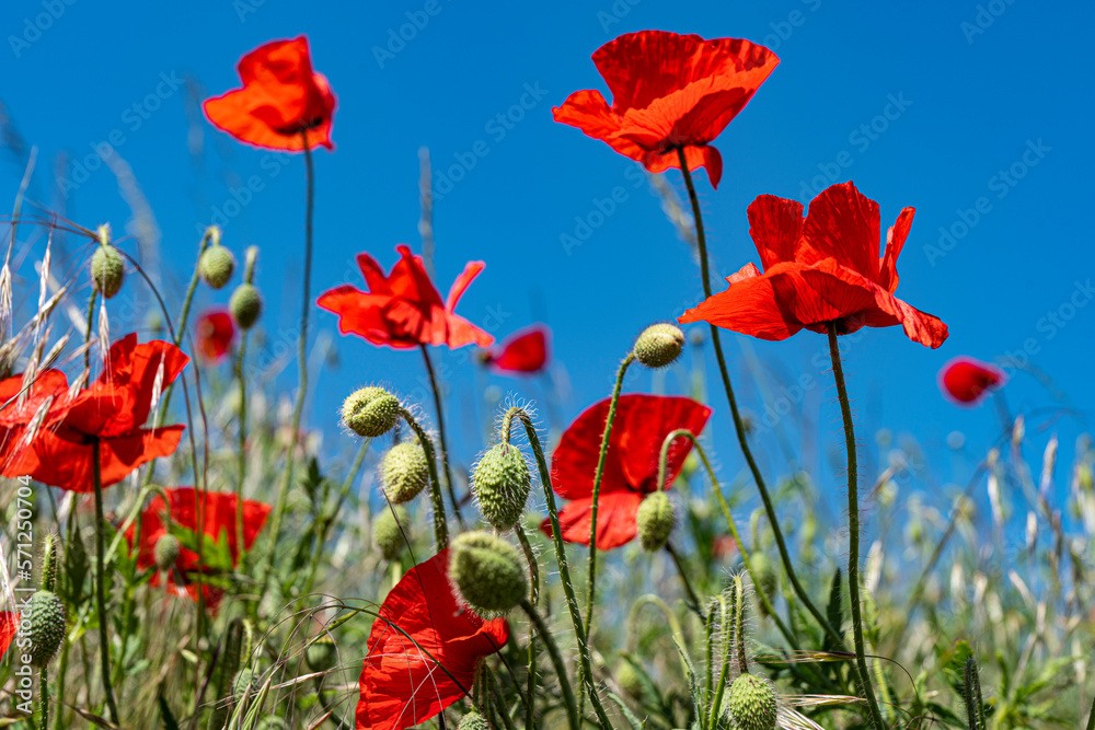 Obraz premium Mohnblumen