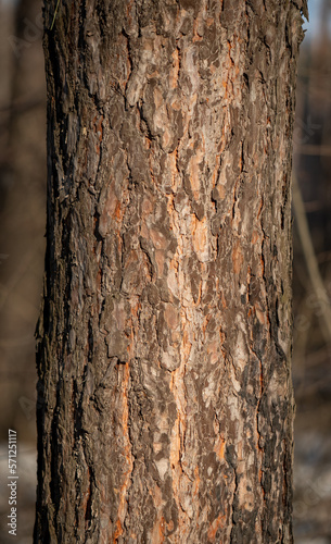 Fototapeta Naklejka Na Ścianę i Meble -  pine trunk in the forest closeup