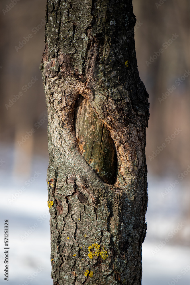 pine trunk in the forest closeup pine trunk in the forest closeup