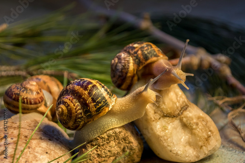 Caracoles