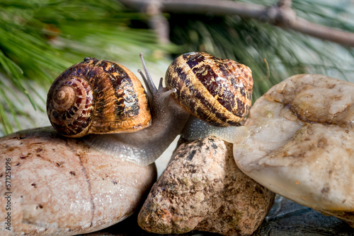 Caracoles