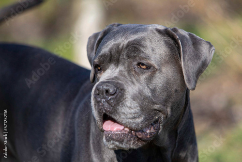 Cane Corso Grey