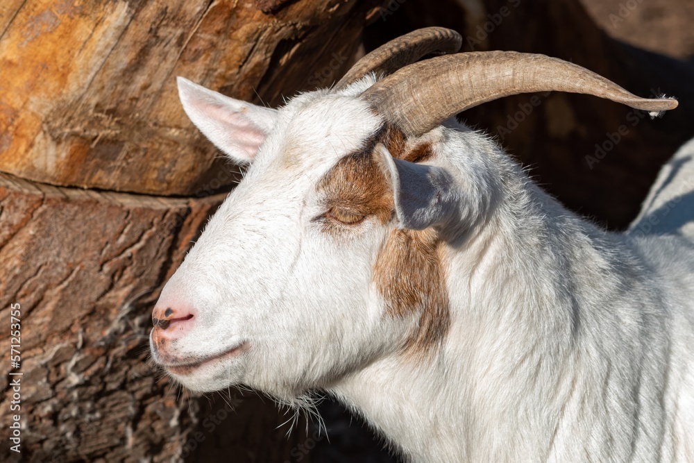 goat on a farm in the sun goat on a farm in the sun