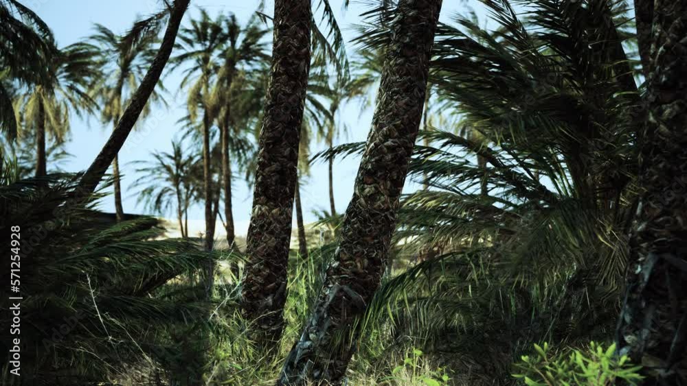 Palm trees in the desert Palm trees in the desert