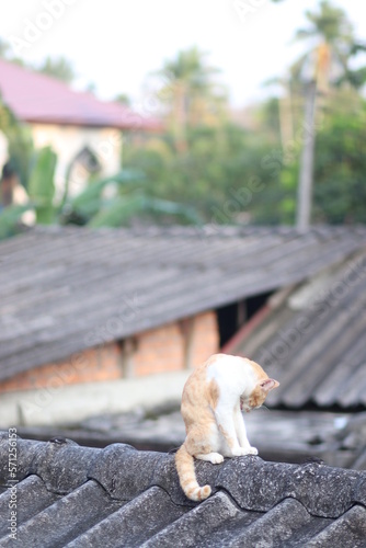 a ginger cat sit on the roof