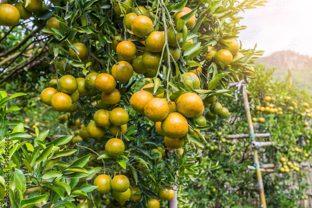 The Oranges growing on tree, North, Thailand. The Oranges growing on tree, North, Thailand.