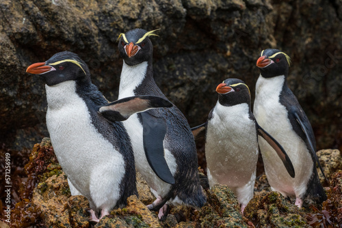 Snares penguins (Eudyptes robustus) photo