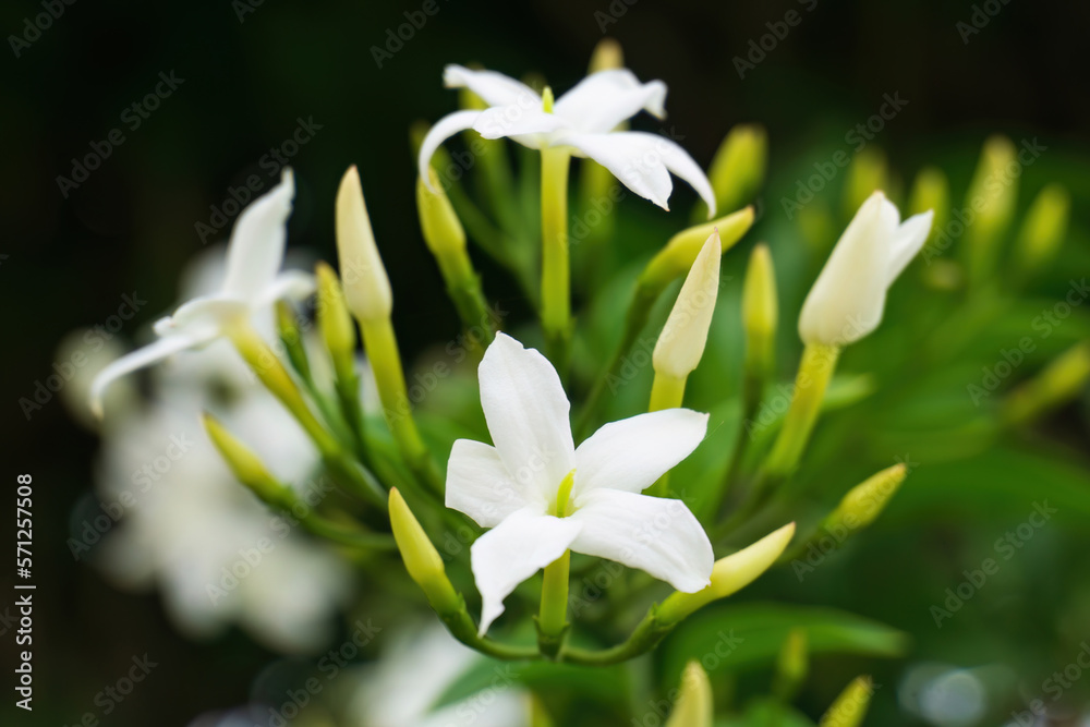 White jasmine flowers on branch close up