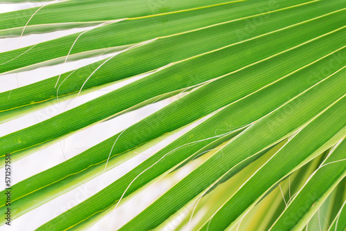 Natural green palm tree background