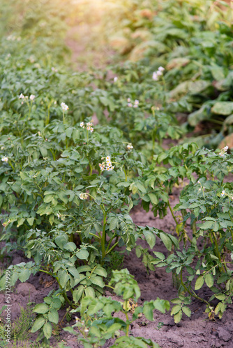 Growing potatoes on an agricultural field. Ogranic vegetable garden. White potato flowers