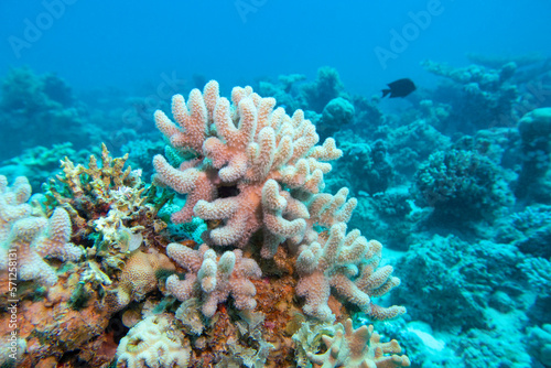 Fototapeta Naklejka Na Ścianę i Meble -  Colorful, picturesque coral reef at bottom of tropical sea, yellow Porites porites coral, underwater landscape