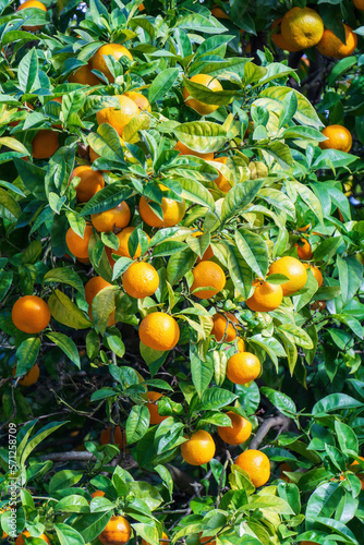Orange tree with ripe fruits on the branches