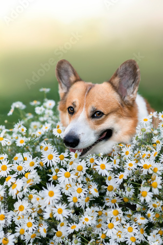 cute corgi dog sitting among white daisy flowers in a summer meadow