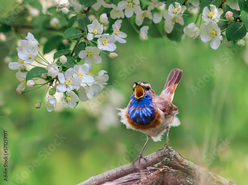 bright cute bird male bluethroat sits in a spring blooming garden