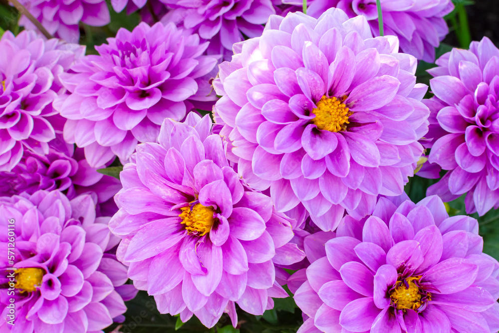 purple lush blooming chrysanthemum in the garden purple lush blooming chrysanthemum in the garden