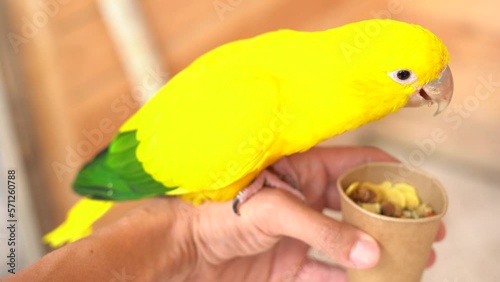A yellow parrot chooses food, fed by a man