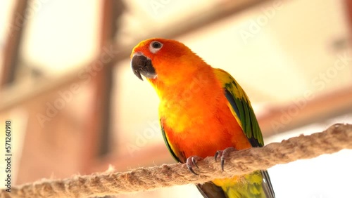 Beautiful colorful parrot looks around