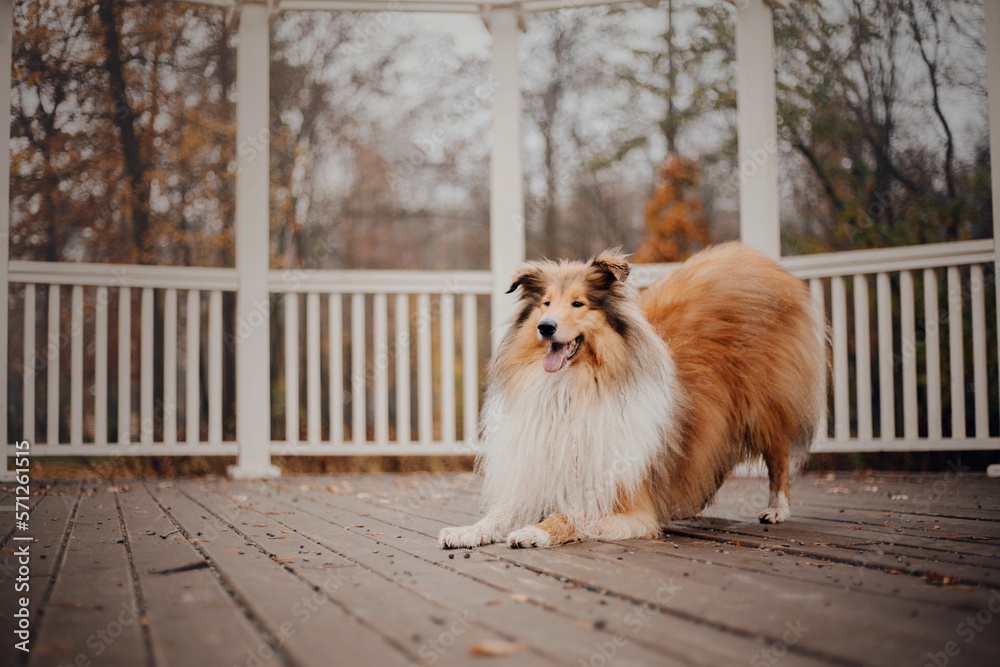 Ginger orange Rough Collie dog portrait autumn. Beautiful fluffy dog in a foggy morning. Collie dog breed