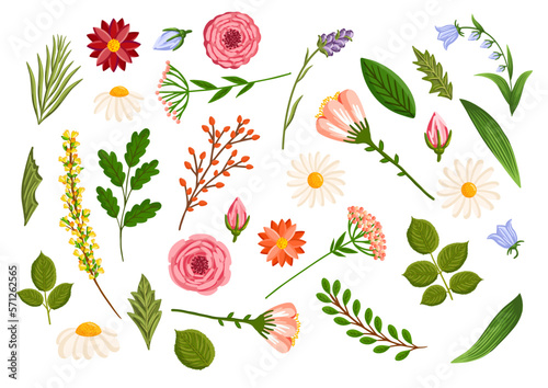 Set of floral design elements. Leaves, flowers, branches, grass, and buds. Botanical vector illustration isolated on white background.