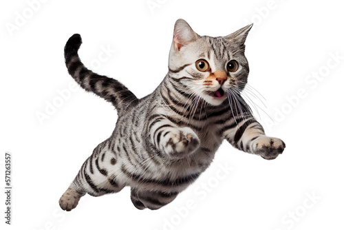 Fotografia jump American Shorthair on isolated white background