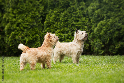 Cute cairn terrier dog on green grass in the park on a sunny day. Terrier dog breed