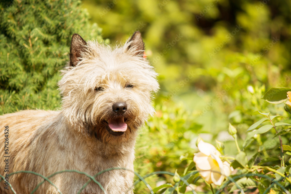Cute cairn terrier dog on green grass in the park on a sunny day. Terrier dog breed Cute cairn terrier dog on green grass in the park on a sunny day. Terrier dog breed