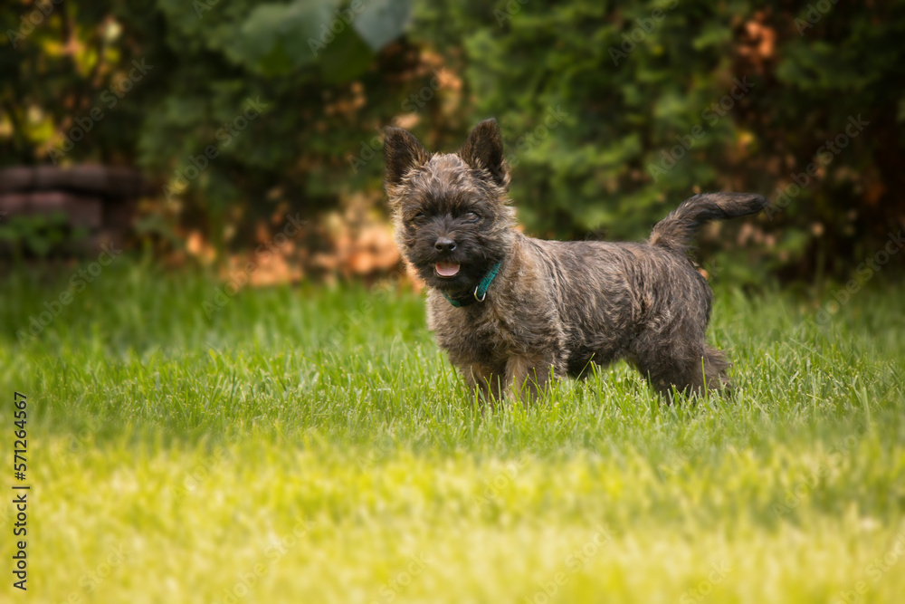 Cute cairn terrier dog on green grass in the park on a sunny day. Terrier dog breed Cute cairn terrier dog on green grass in the park on a sunny day. Terrier dog breed