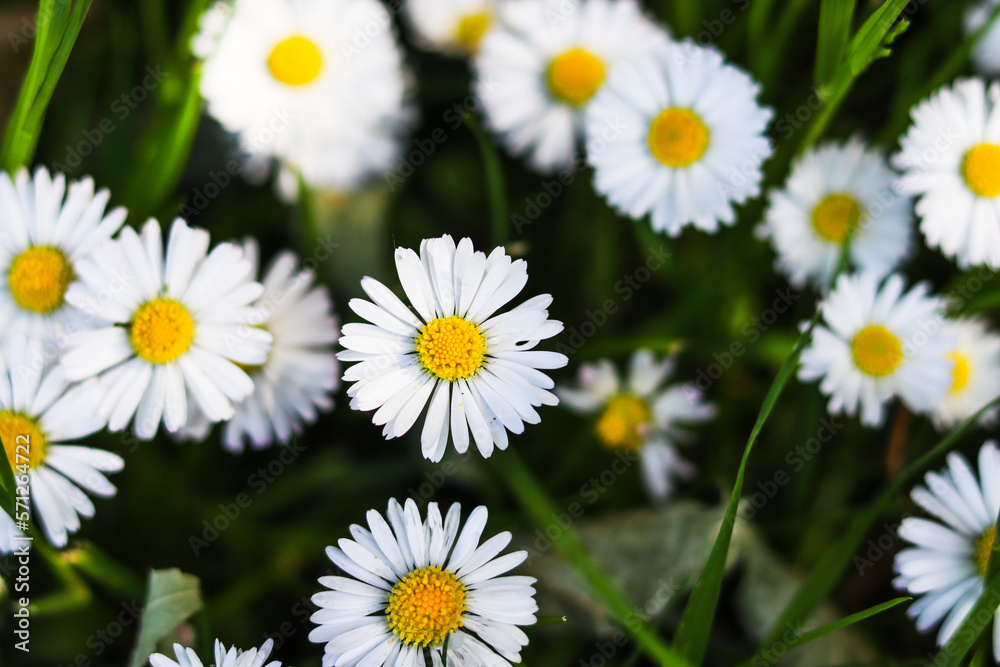 daisies in the garden daisies in the garden