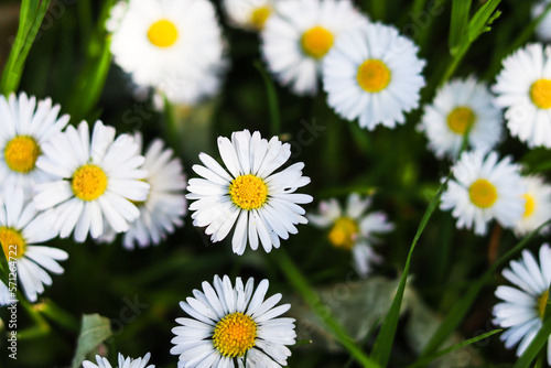 daisies in the garden