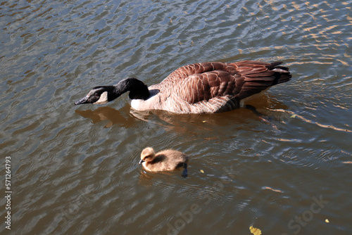 ducks on the water