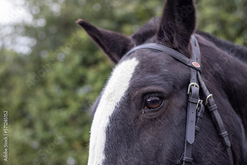 close up of a horse