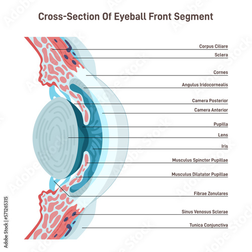 Human eye anatomy. Human vision organ close up cross section