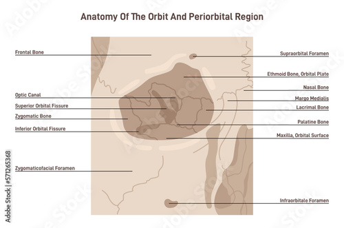Anatomy of orbit bones. Anatomical scheme of cavity of the skull