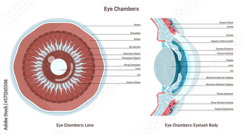 Human eye anatomy. Vision eyeball front segment close up cross section