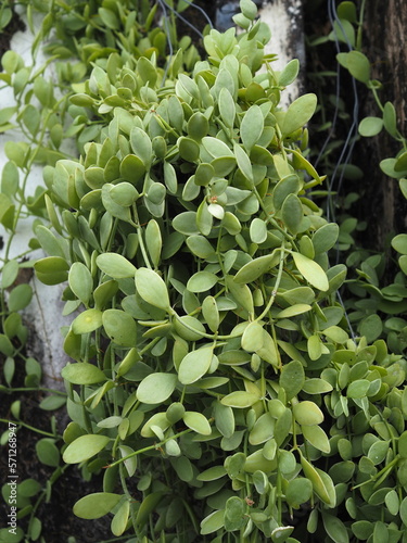 Dischidia“Geri” is epiphytic plant  hanging from the trunk of large tree. Leaves ovate to spherical in shape. Dischidia oiantha Schltr able grow on their own without having rely on planting material
 photo