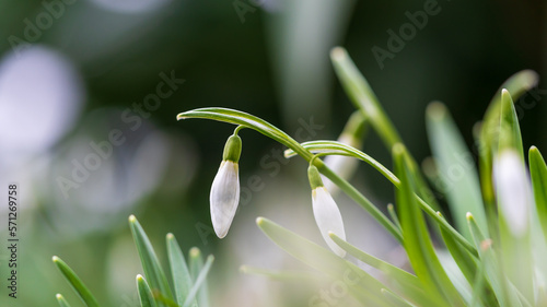 Closed snowdrops in early spring