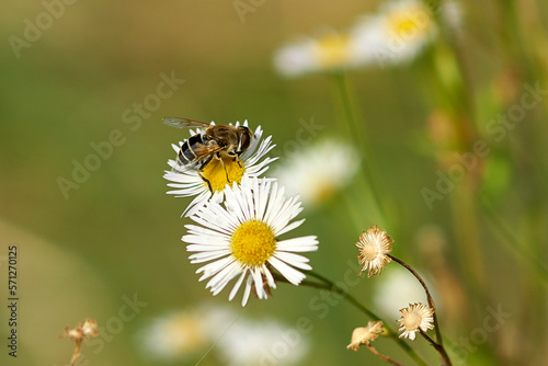 bee on chamomile flower closeup