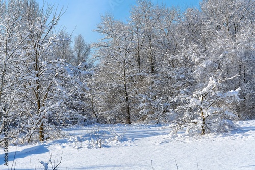 beautiful winter forest in snow, winter landscape © Stas