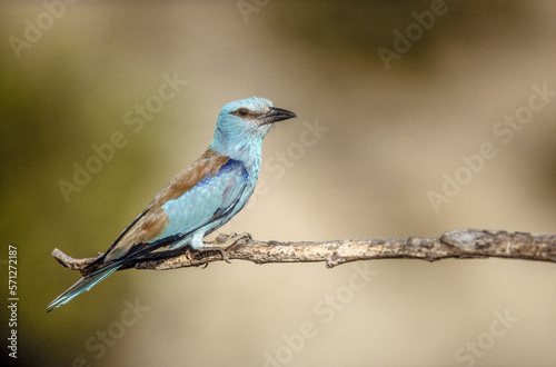 European Roller (Coracias garrulus) perched on a branch in Provence.