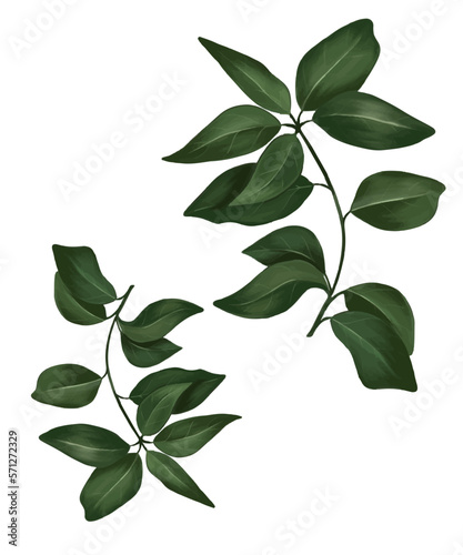 Orange tree branch. Watercolor illustration of citrus tree with leaves