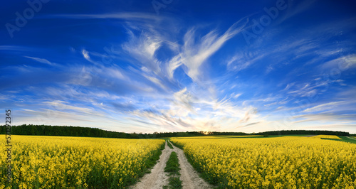 A road between rapeseed fields with a beautiful gently clouded sky